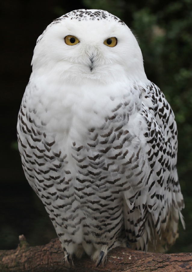 だいふく（シロフクロウ）